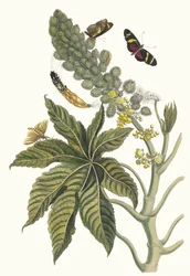 Palma Christi. Fra boken Metamorphosis insectorum Surinamensium, 1705.