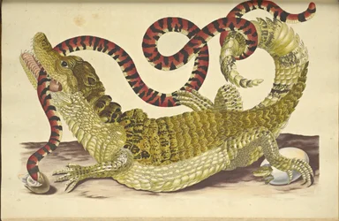 Brille Caiman Caiman crocodilus and a False Coral Snake, 1705.