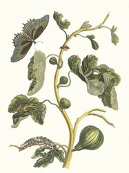 Hvit Guava. Fra boken Metamorphosis insectorum Surinamensium, 1705.