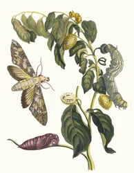 Zursak. Fra boken Metamorphosis insectorum Surinamensium, 1705.