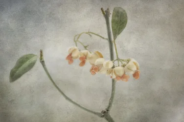 Delikate pastellfargede blomster