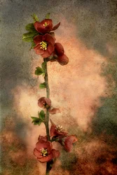Rustikk blomstrende gren