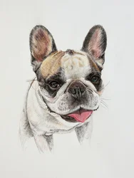 Glad fransk bulldog
