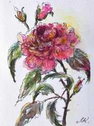 Akvarell: Roseblomst