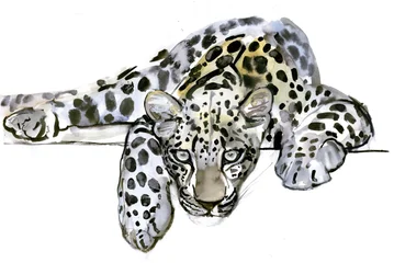 Arabisk leopard, 2008