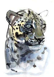 Arabisk leopard, 2008