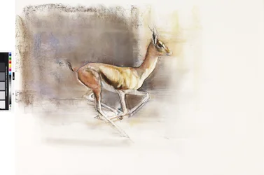 Desert Wind (Arabian Gazelle), 2010 (olje på papir)