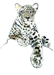 Direct (Arabian Leopard), 2015, (akvarell og gouache på papir)