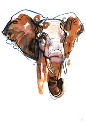 Elephant Head-studie, 2018