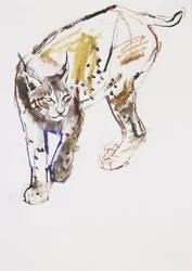European Lynx (kull und conte på papir)