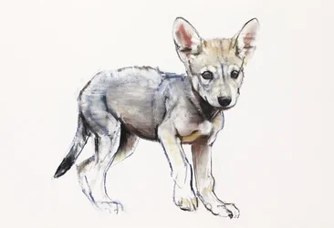 Hesitating Arabian Wolf Pup, 2009 (conte und charcoal på papir)