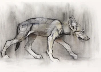 Lean Pup (Arabian Wolf), 2009 (conte und charcoal på papir)