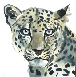 Leopard, 2015, (akvarell på papir)