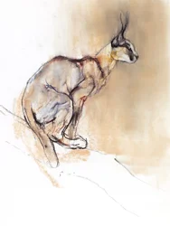 Sittende Caracal, 2009 (conte und charcoal på papir)