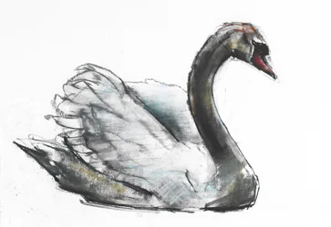 Svane (kull und conte på papir)