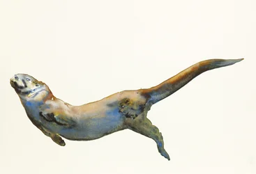 Velvet, 2014, (akvarell på papir)