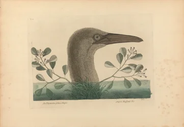 En Thymelaea med butte blader; Anseri Bassano osv.: havsule, tavle 86 fra «Carolina, Floridas og Bahamasøyenes naturhistorie», bind I, 2. utgave, London 1754