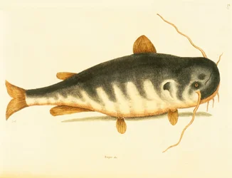 Steinbit, tallerken 23, vol. 1 fra "Natural History of Carolina, Florida og Bahamas"