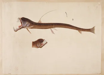Chauliodus sloanei. En skapning som ligner en ål.