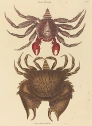 Rødflekket steinkrabbe (Cancer grapsus)