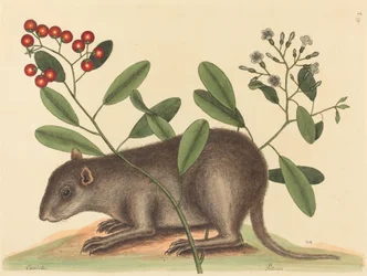 Bahama Coney Mus Monax, utgitt 1754.