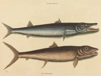 Barracuda Esox barracuda, utgitt 1754.