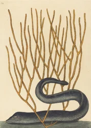 Den svarte murenen Muraenae helenae varietas, utgitt 1754