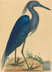 Den blå hegre (Ardea coerulea)