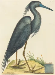 The Blue Heron Ardea coerulea, utgitt 1731-1743.