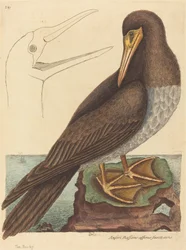 Sulen Pelecanus Sula, utgitt 1731-1743.