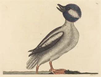 Buffelhodeanden (Anas bucephala)