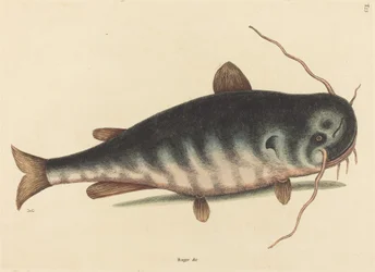 Steinbiten (steinbitkaktus)