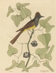 The Crested Fluesnapper (Muscicapa cristata)