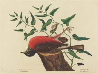 The Fieldfare of Carolina Turdus migratorius, publisert 1731-1743.