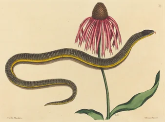 Glasslangen (Anguis ventralis)
