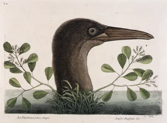The Great Booby (An Thymelaea foliis obtusis, Anseri Bassano amp;c.)