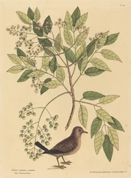Spurveduen Columba passerina, utgitt 1731-1743.
