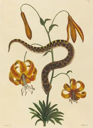 Hog-nese Snake (Boa contortrix)