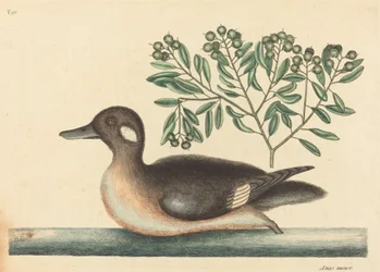 The Little Brown Duck Anas rustica, utgitt 1754.