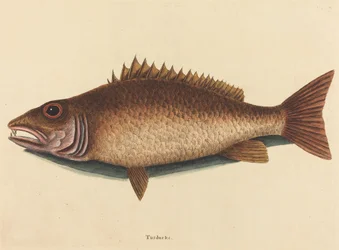 The Mangrove Snapper Labrus Griseus, publisert