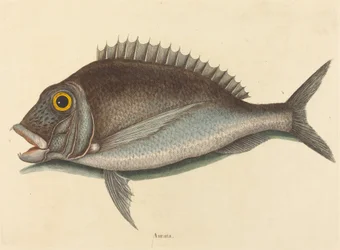 The Porgy Sparus chrysops, utgitt 1754.