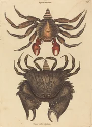Den rødflekkede steinkrabbe (Cancer grapsus)