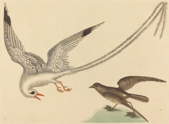 Risfuglen (Emberiza oryzivora)