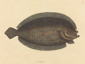 Sålen (Pleuronectes lunatus)