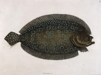 Solea lunata (Solea lunata amp;c)