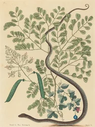 The Spotted Ribbon Snake Coluber nebulosus, publisert 1731-1743.