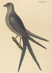 Svalehalet hauk Falco furcatus, utgitt 1754.