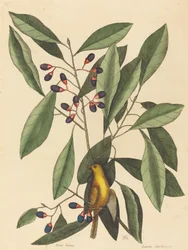 Gulmeis (Motacilla trochilus)