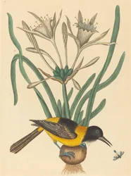Den gul-svarte trupialen Oriolus icterus, utgitt 1731-1743.