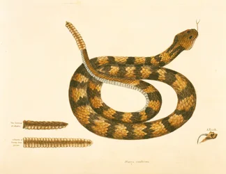 Viper Caudison Snake, Rattlesnake, plate 41, vol. 1, fra 